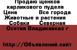 Продаю щенков карликового пуделя › Цена ­ 2 000 - Все города Животные и растения » Собаки   . Северная Осетия,Владикавказ г.